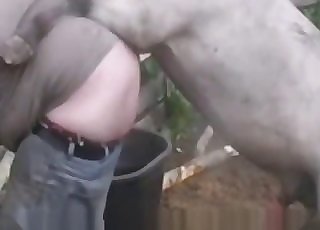Amazing stallion is filmed in a ionate close up